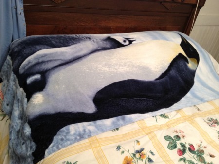 0007 2012 08-19 penguin towel.jpg