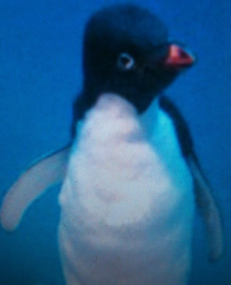 2010 07 23-25 penguin 06.jpg