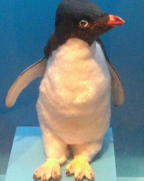 2010 07 23-25 penguin 08.png