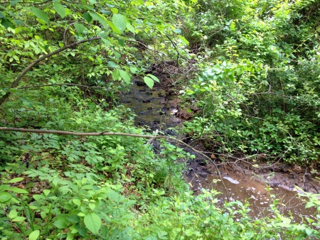2012 05-02 ivy creek natural area _0011.jpg