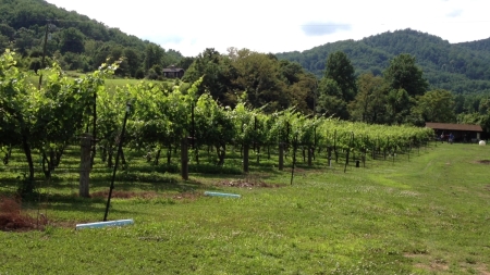 2012 06-16 ducard vineyard _0020.jpg