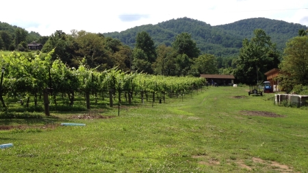 2012 06-16 ducard vineyard _0022.jpg