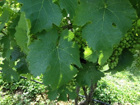 2012 06-16 white oak canyon   ducard vineyard -0037.jpg