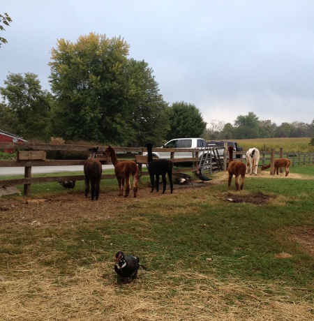 2014 09-29 to 10-05 gettysburg farm _0010.jpg