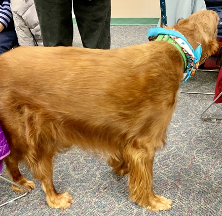2019 01-23 therapy dogs _0011.jpg