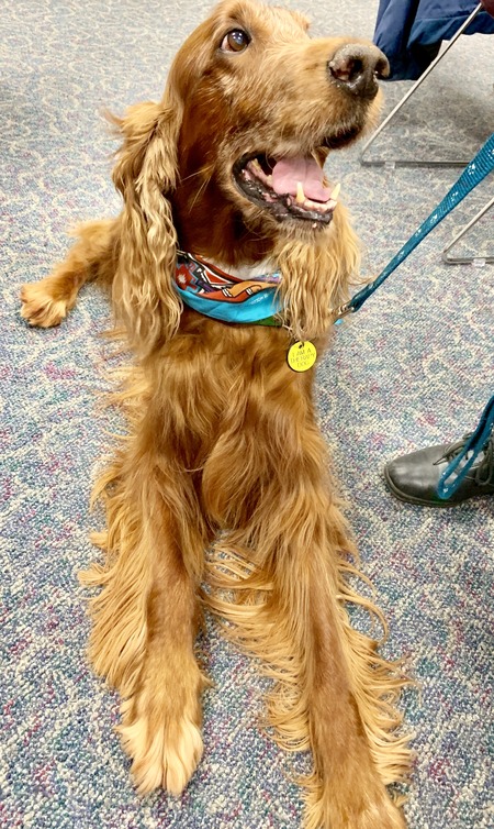 2019 01-23 therapy dogs _0016.jpg