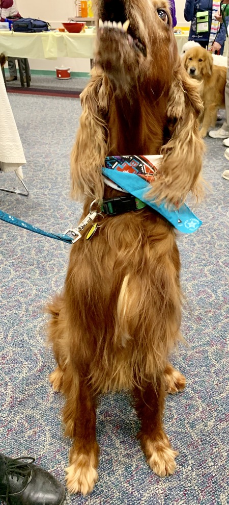 2019 01-23 therapy dogs _0027.jpg