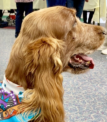 2019 01-23 therapy dogs _0030.jpg