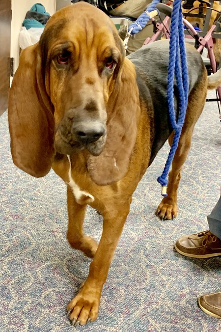 2019 01-23 therapy dogs _0034.jpg